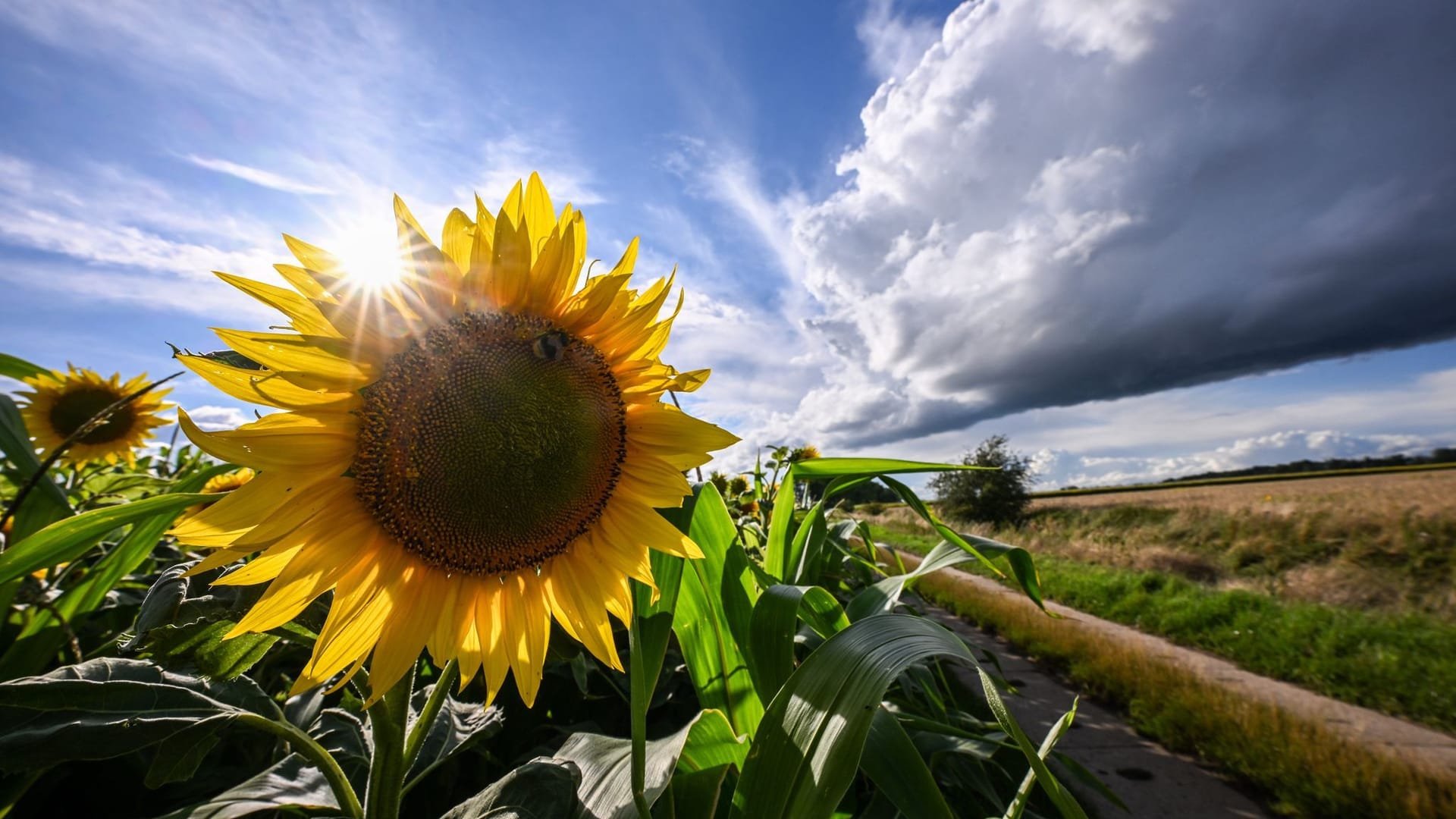 Deutscher Wetterdienst veröffentlicht vorläufige Sommerbilanz