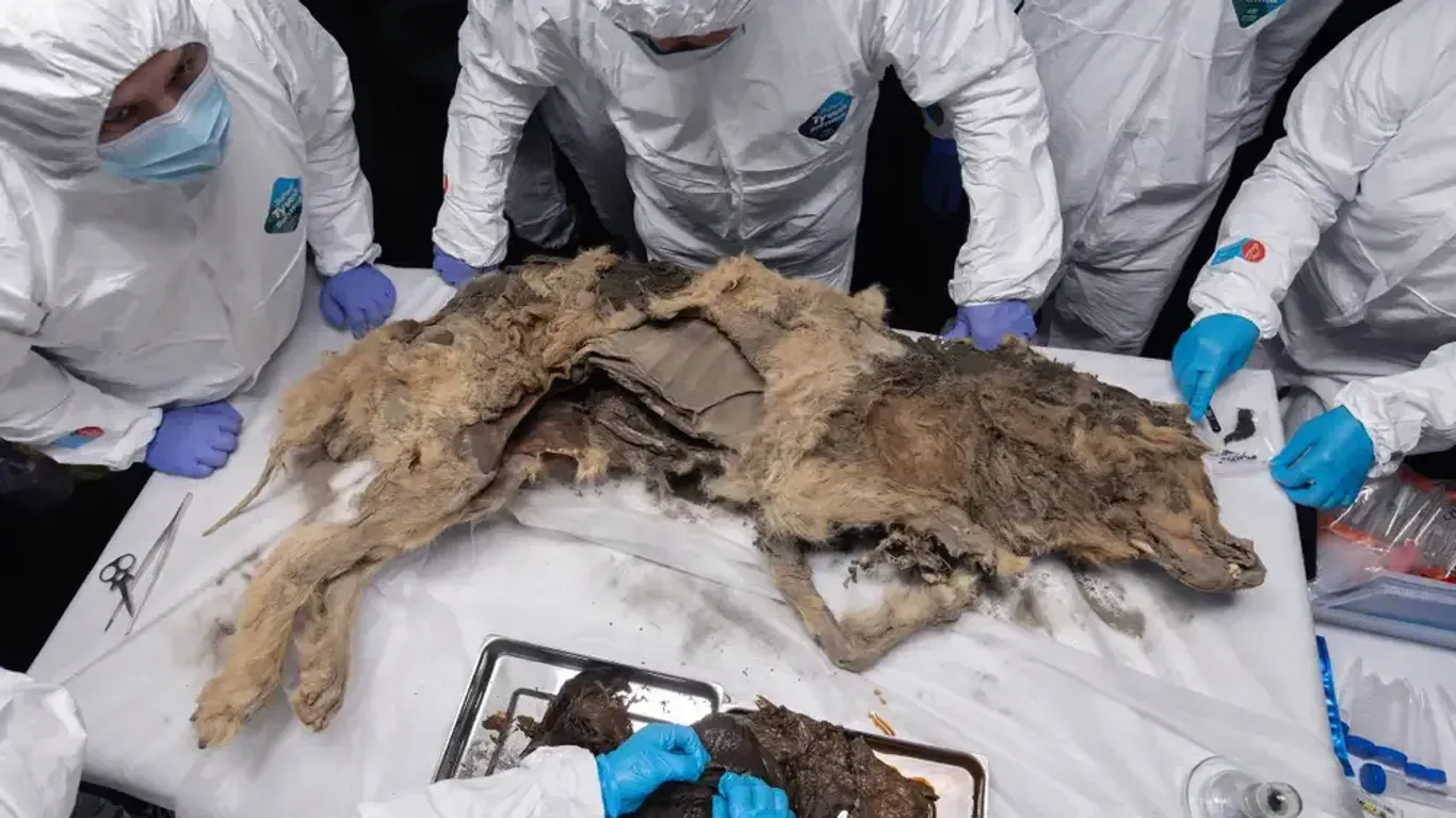 Ein 44.000 Jahre alter Hund wurde in Sibirien entdeckt und untersucht.
