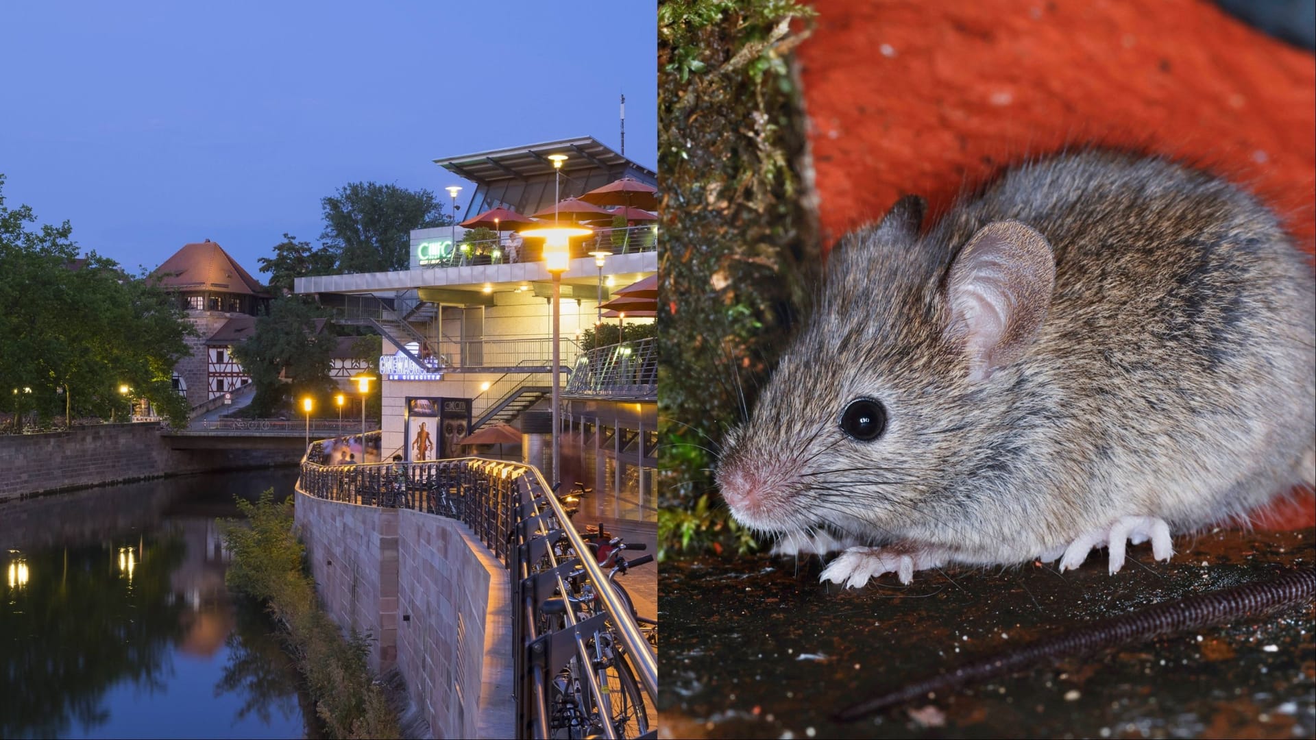 Eine Maus (Symbolbilder) soll im Cinecitta zwischen Nachos gesessen haben – zumindest behauptet das ein ehemaliger Mitarbeiter.