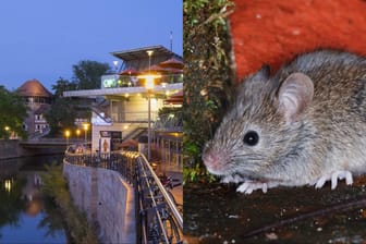 Eine Maus (Symbolbilder) soll im Cinecitta zwischen Nachos gesessen haben – zumindest behauptet das ein ehemaliger Mitarbeiter.