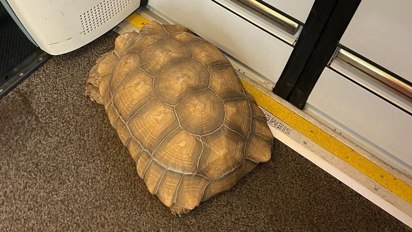 In England legte die Riesenschildkröte Solomon den Zugverkehr vorübergehend lahm: Bei seinem Ausflug blieb das Tier unverletzt. Obendrauf gab es eine Gratis-Zugfahrt.