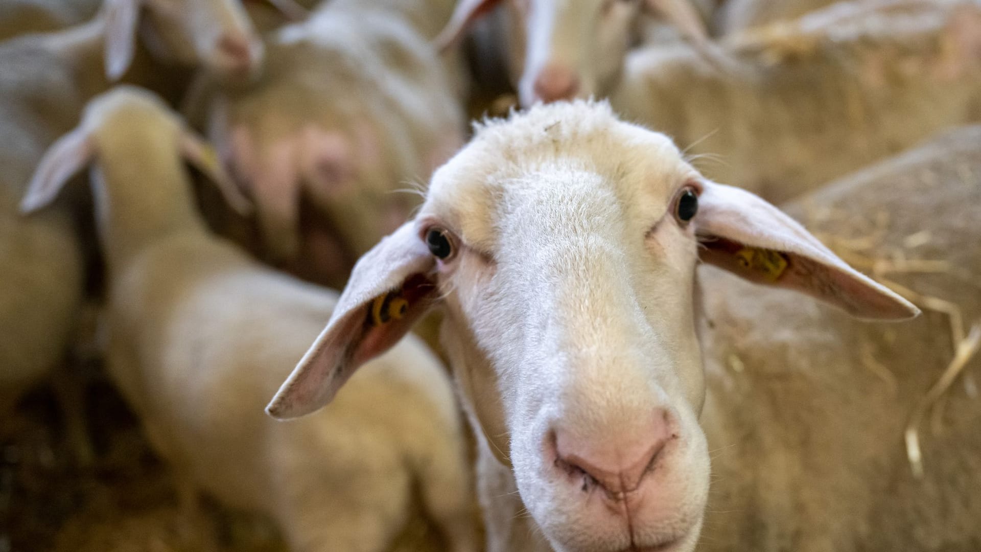 Schafe im Murgtal gerissen