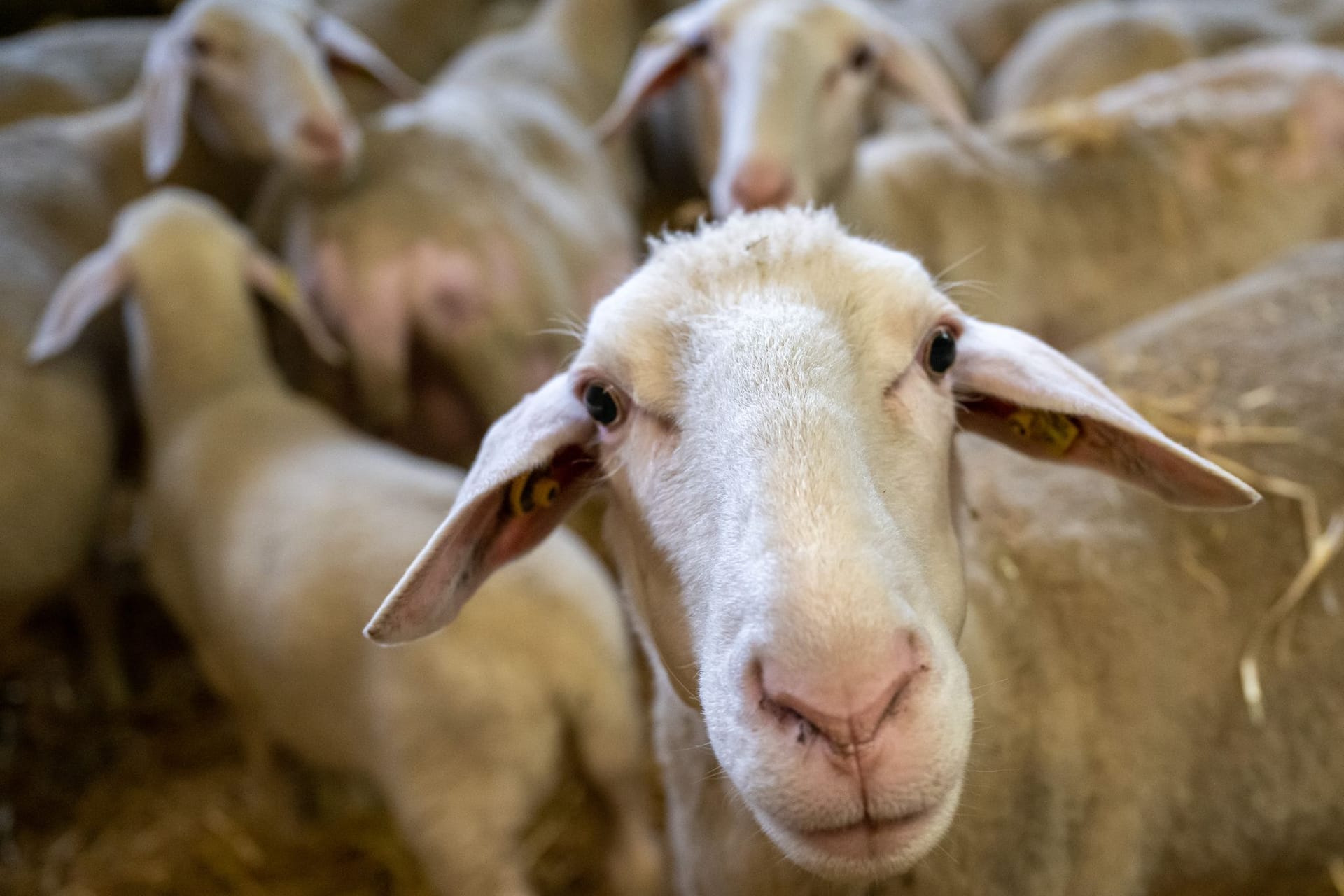 Schafe im Murgtal gerissen