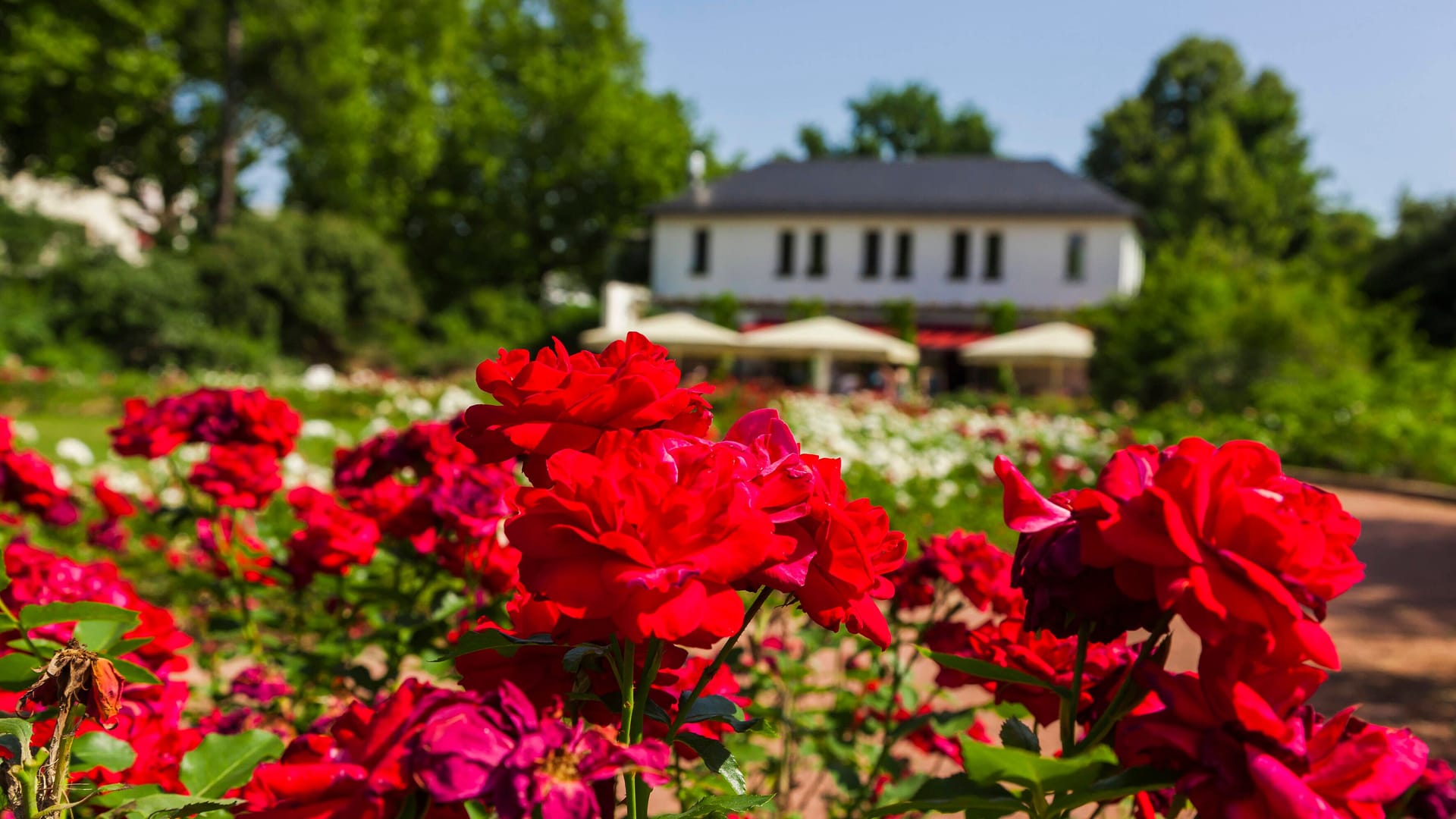 Der Rosengarten steht heute unter Denkmalschutz und ist bei freiem Eintritt ganzjährig geöffnet.