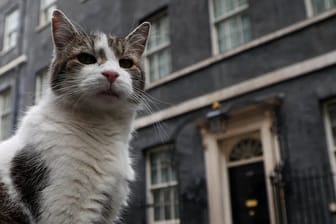 Er hat jetzt das Sagen, finden "Larry the Cat", der beständigste Bewohner der Downing Street.