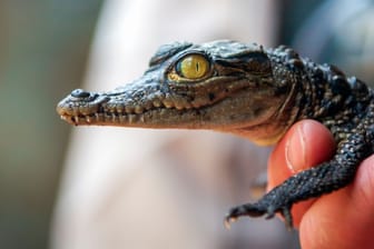 Newborn baby African crocodile poses in human hand.