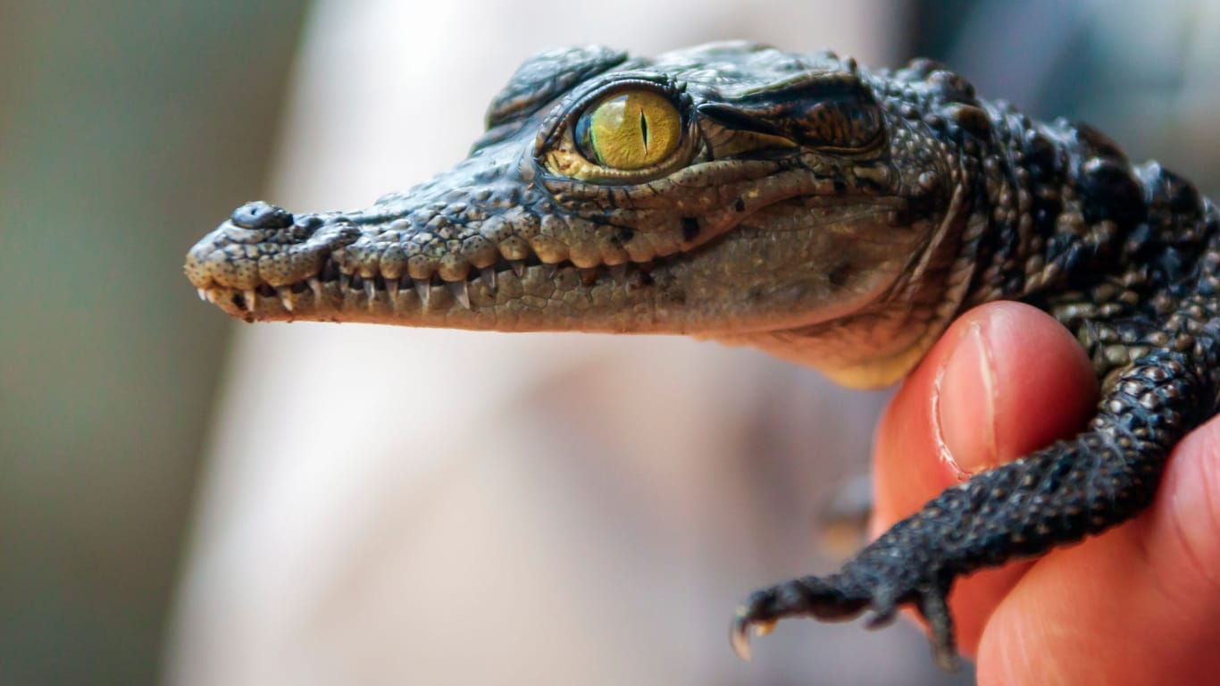 Newborn baby African crocodile poses in human hand.