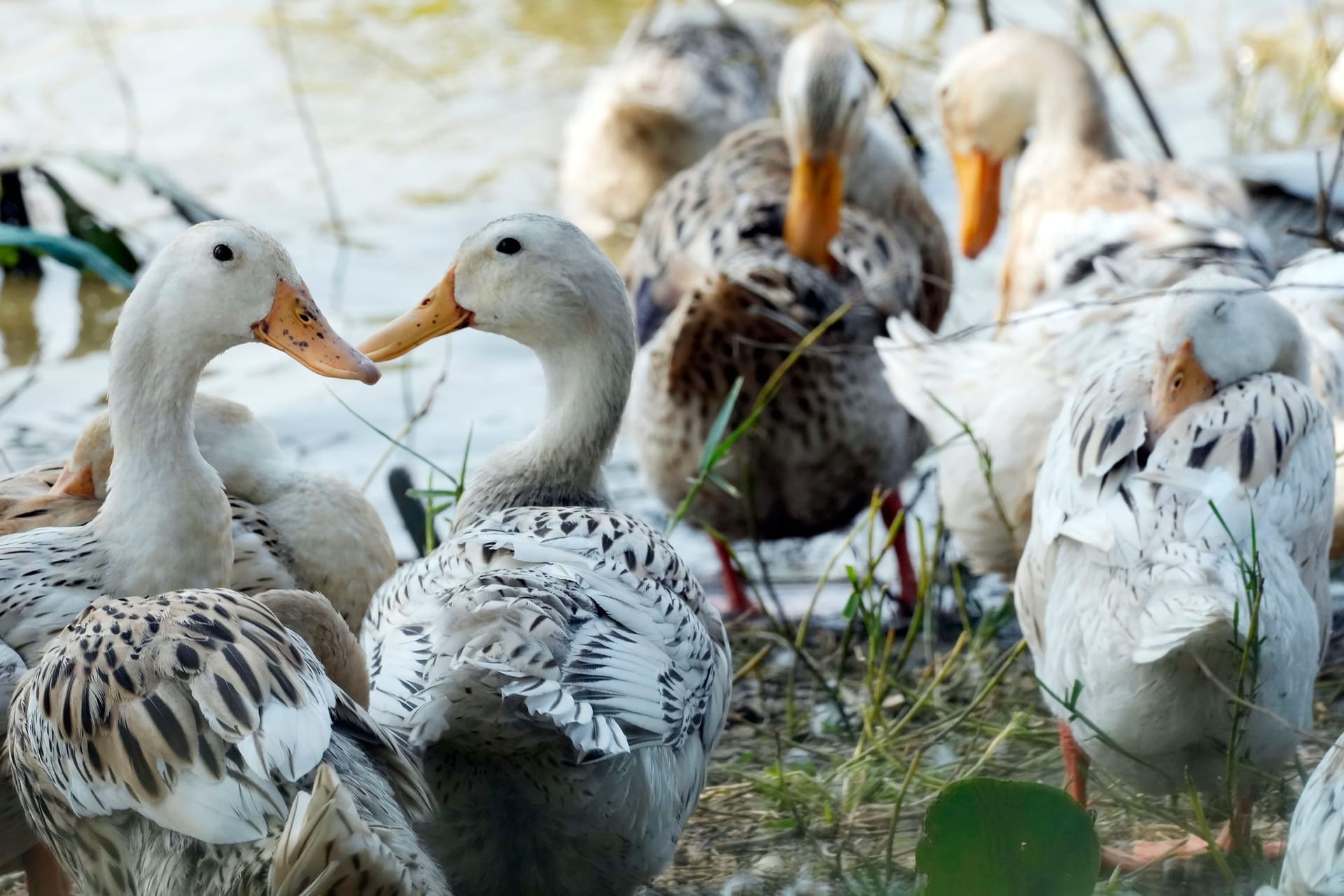 Vogelgrippe in Kambodscha