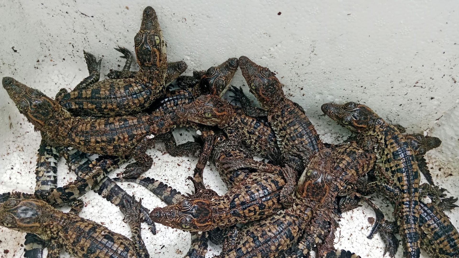 Kardamom-Nationalpark: Junge einer seltenen siamesischen Krokodilart.