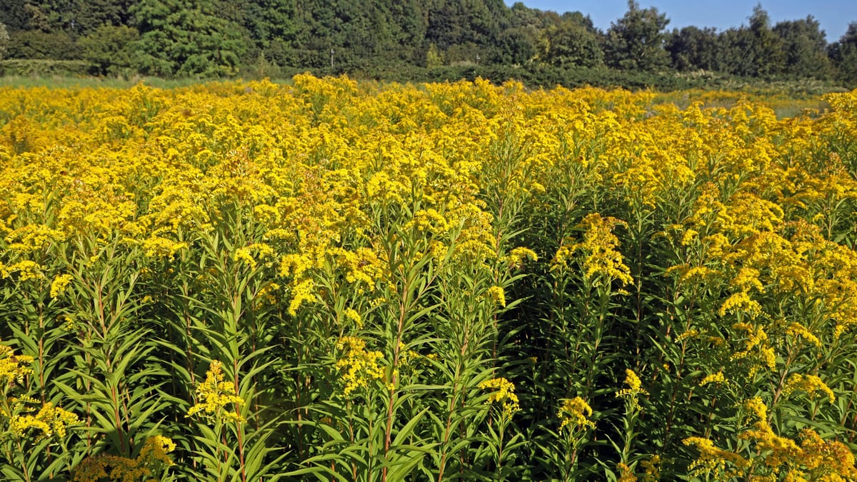 Ist die Goldrute verboten? Das gilt für Gartenbesitzer in Deutschland