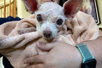 Hund Gizmo wurde nach neun Jahren wieder mit seiner Besitzerin vereint.