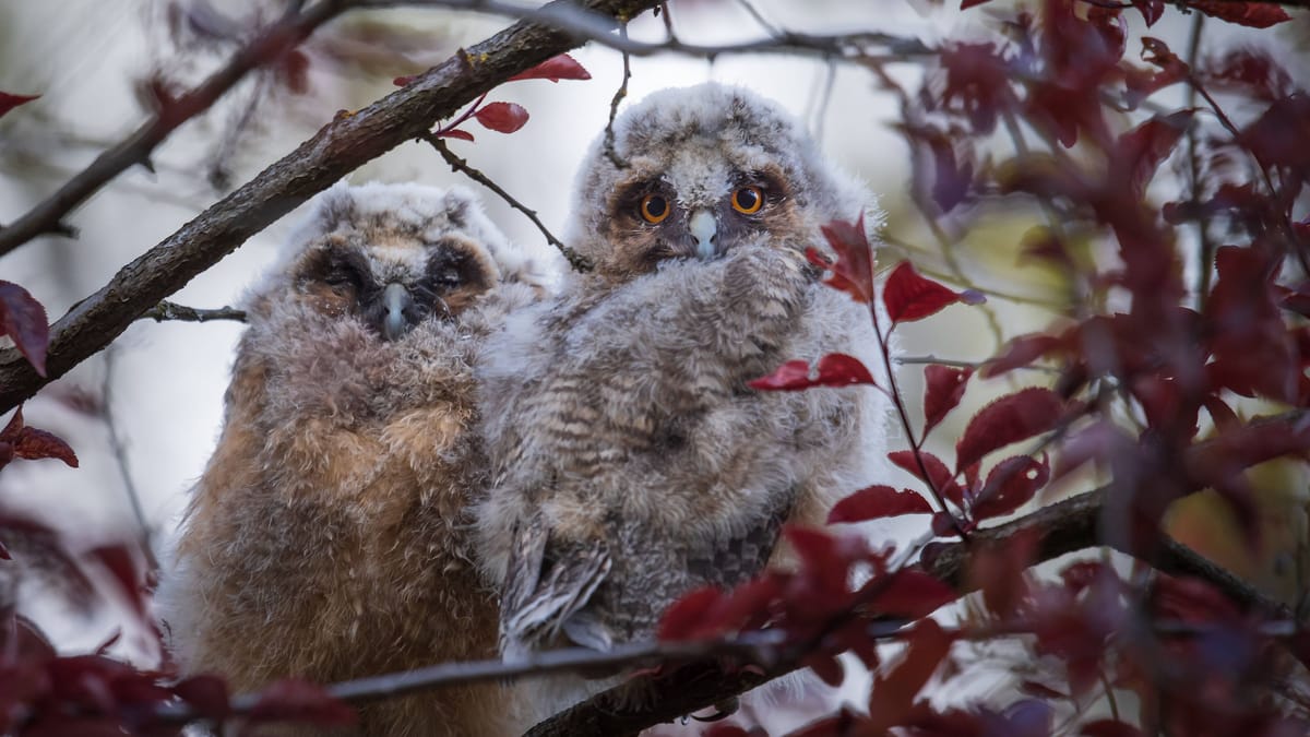 Bremen: Rätselhaftes Geräusch stört Nachtruhe – das steckt dahinter