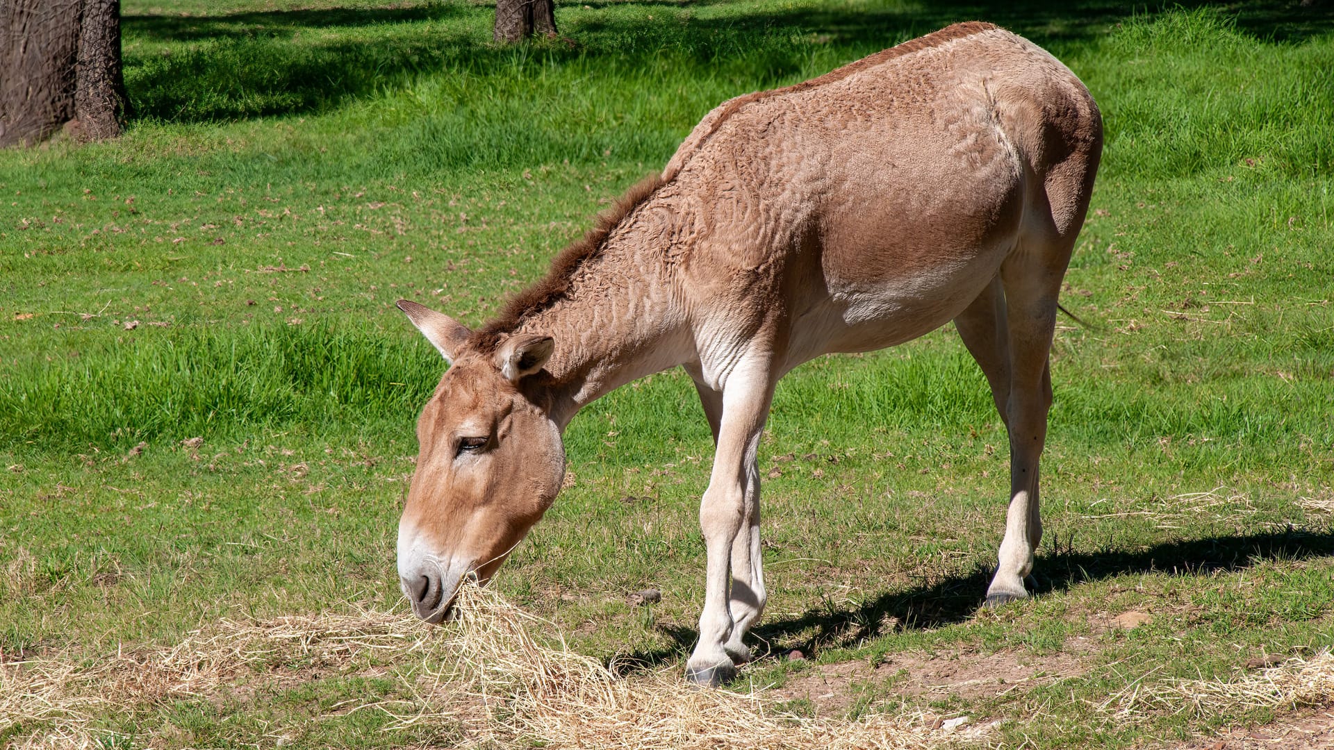 Ein Onager (Archivbild): Stute Saphira wurde 19 Jahre alt.