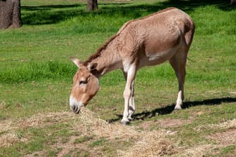 Ein Onager (Archivbild): Stute Saphira wurde 19 Jahre alt.