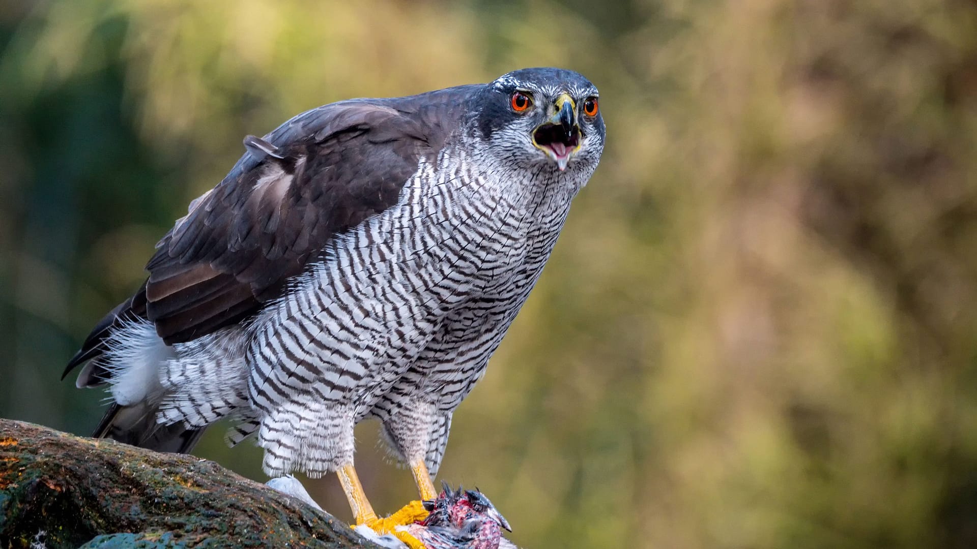 Habicht sitzt auf einem Zweig (Archivbild): In Berlin ist ein Vogel durch das West-Nil-Virus gestorben.