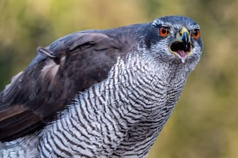 Habicht sitzt auf einem Zweig (Archivbild): In Berlin ist ein Vogel durch das West-Nil-Virus gestorben.