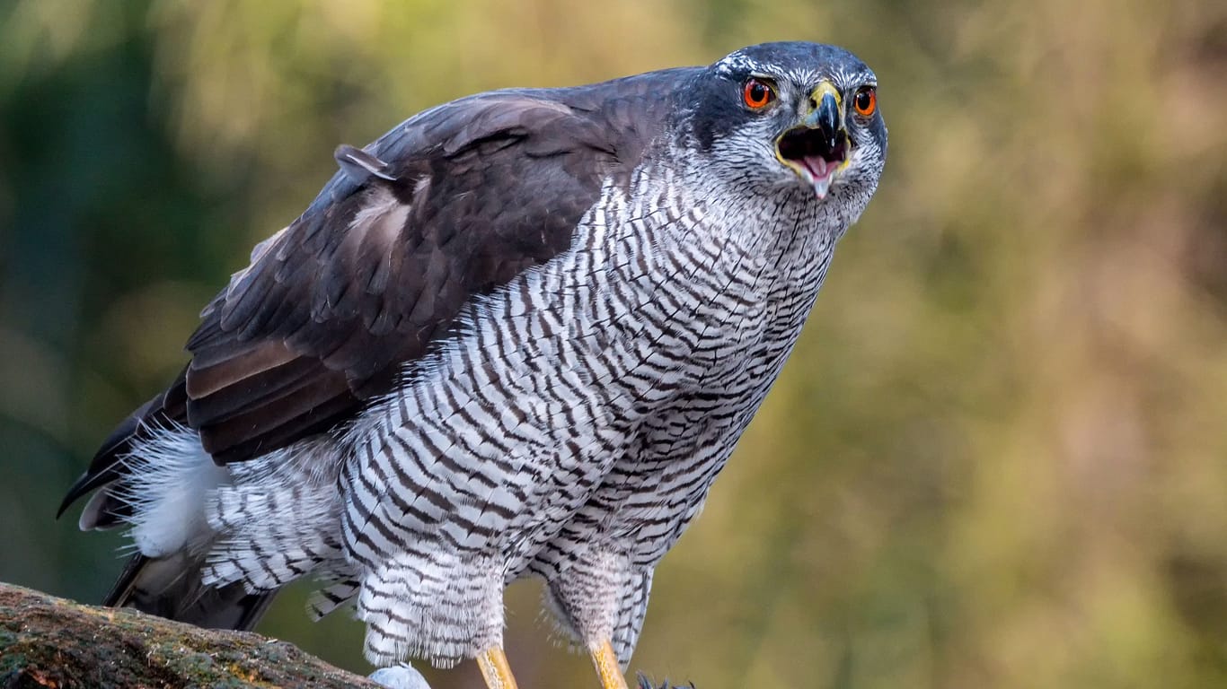 Habicht sitzt auf einem Zweig (Archivbild): In Berlin ist ein Vogel durch das West-Nil-Virus gestorben.