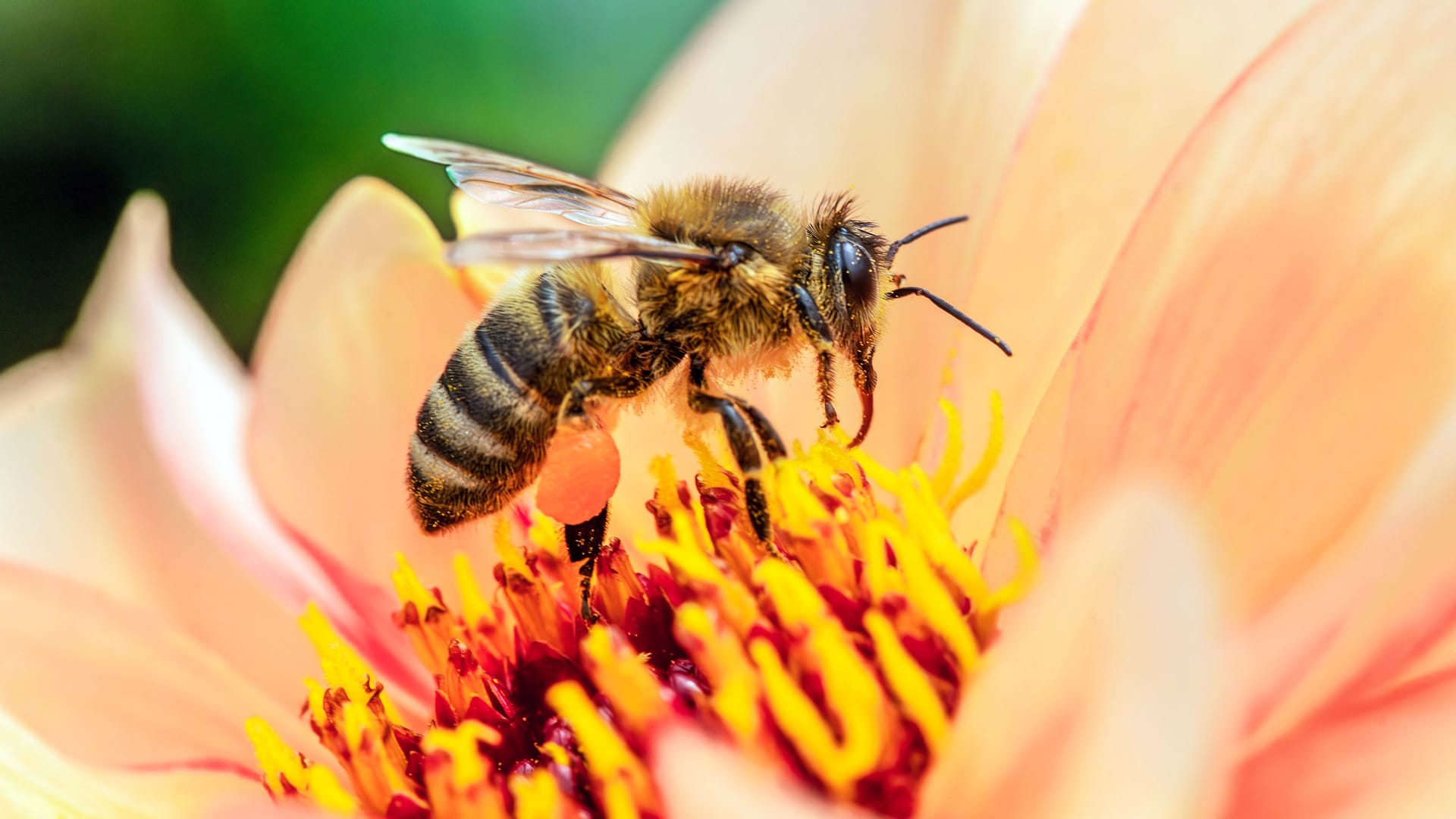 Eine Biene sitzt auf der Blüte einer Dahlie und sammelt Pollen (Symbolbild): Die Seuche "Amerikanische Faulbrut" bedrohen den Nachwuchs der Bienen. Eine Biene sitzt auf der Blüte einer Dahlie und sammelt Pollen (Symbolbild): Die Seuche "Amerikanische Faulbrut" bedrohen den Nachwuchs der Bienen.
