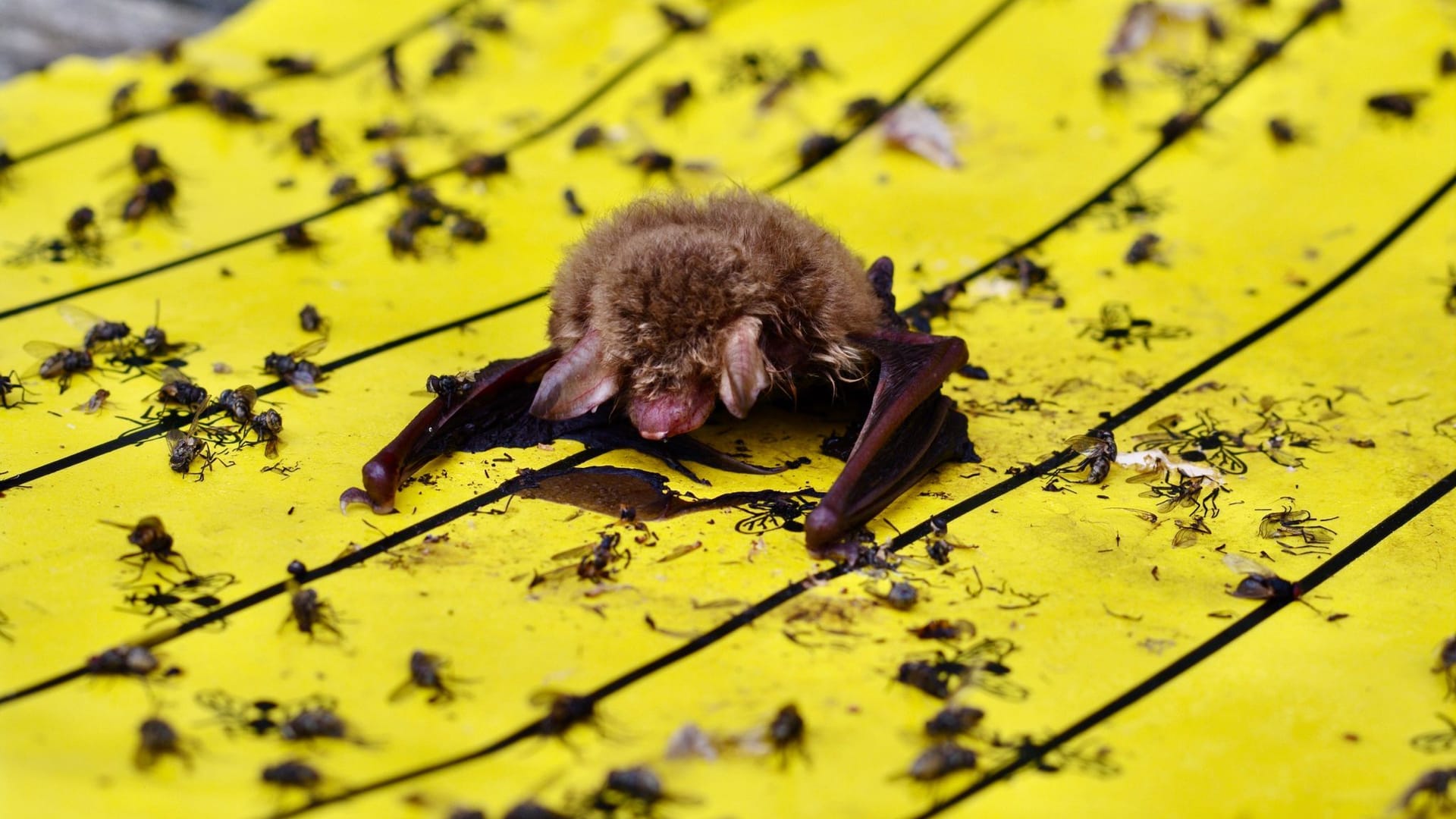 Fransenfledermaus auf Klebefalle