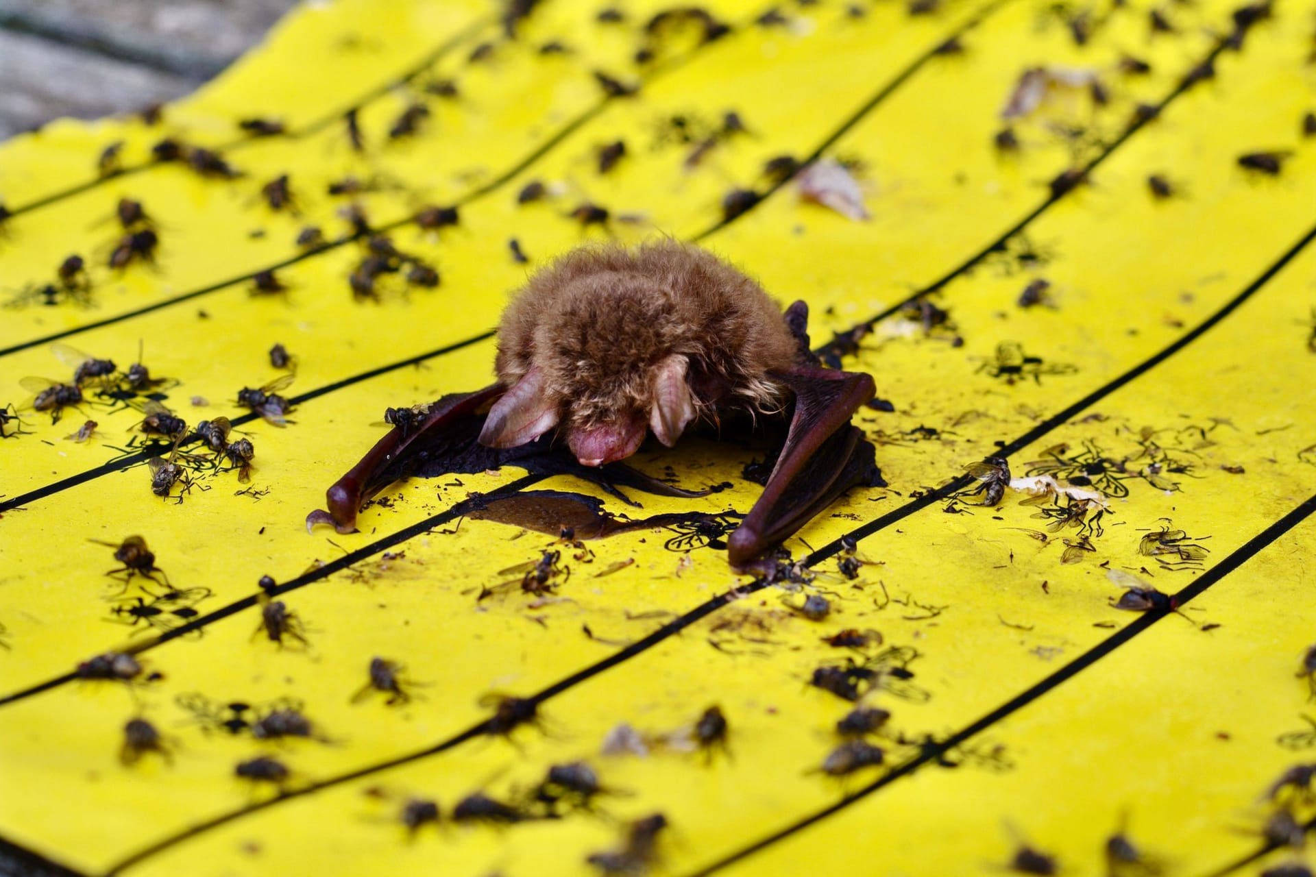 Fransenfledermaus auf Klebefalle