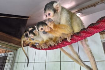 Fütterungszeit bei den Affen: Mehrere Totenkopfäffchen sitzen auf einem Seil im Kobelt Zoo Frankfurt