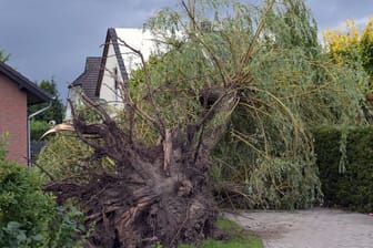 Ein umgestürzter Baum ist neben einem Haus zu sehen.