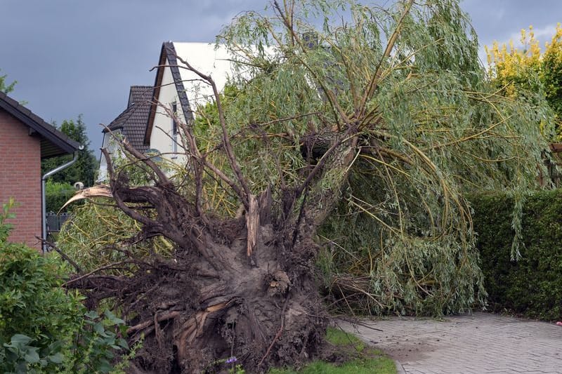 Ein umgestürzter Baum ist neben einem Haus zu sehen.