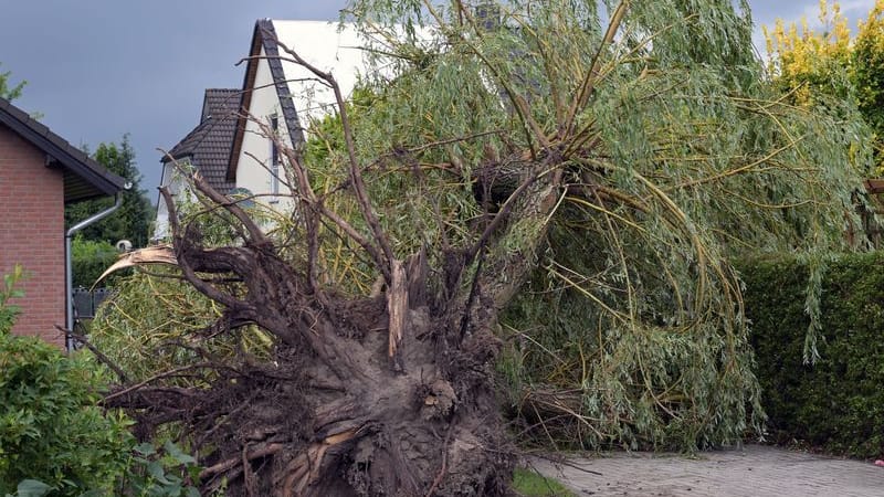 Ein umgestürzter Baum ist neben einem Haus zu sehen.