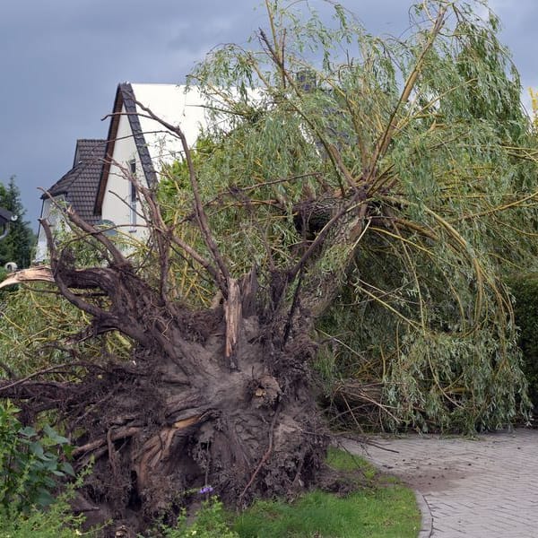 Ein umgestürzter Baum ist neben einem Haus zu sehen.