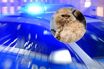 Die Polizei Berlin hat eine Katze in ihre Obhut genommen: Die Beamten erklären, was hinter der Maßnahme steckt.