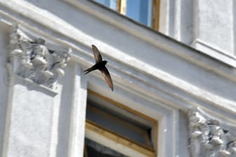 KINA - Die Vögel kommen zurück