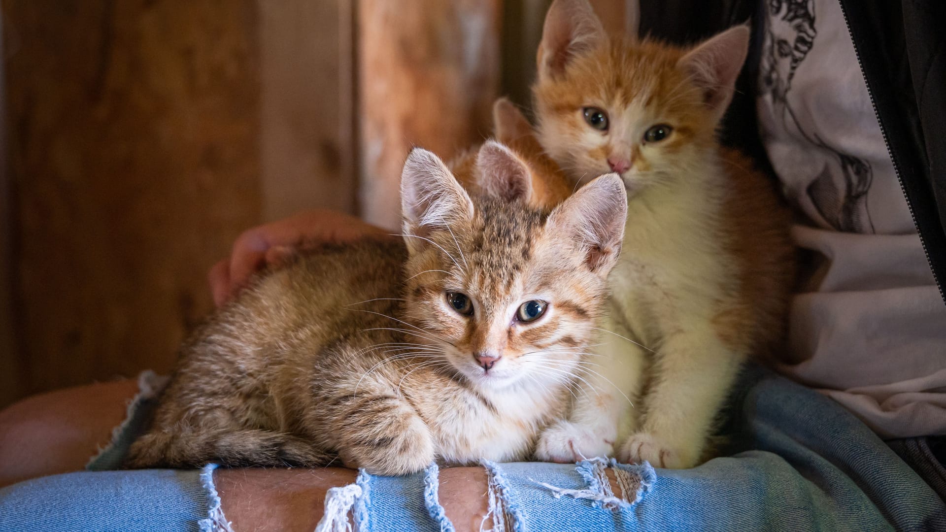 Zwei Katzenbabys (Symbolbild): Die Familie wird nun aufgepäppelt.