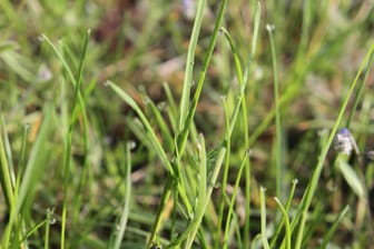 Saftiges Gras (Symbolbild): Der Senior aß es aus einem bestimmten Grund.