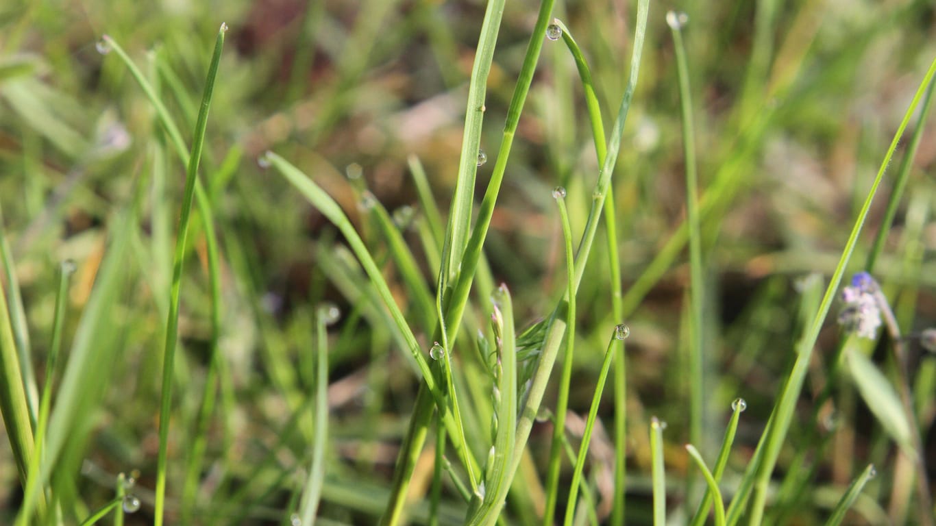 Saftiges Gras (Symbolbild): Der Senior aß es aus einem bestimmten Grund.