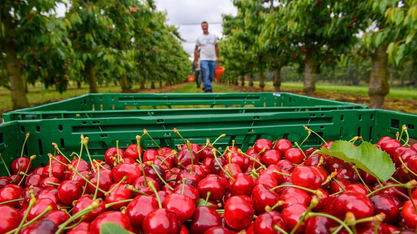 Mit Deutschland ist weniger gut Kirschen essen