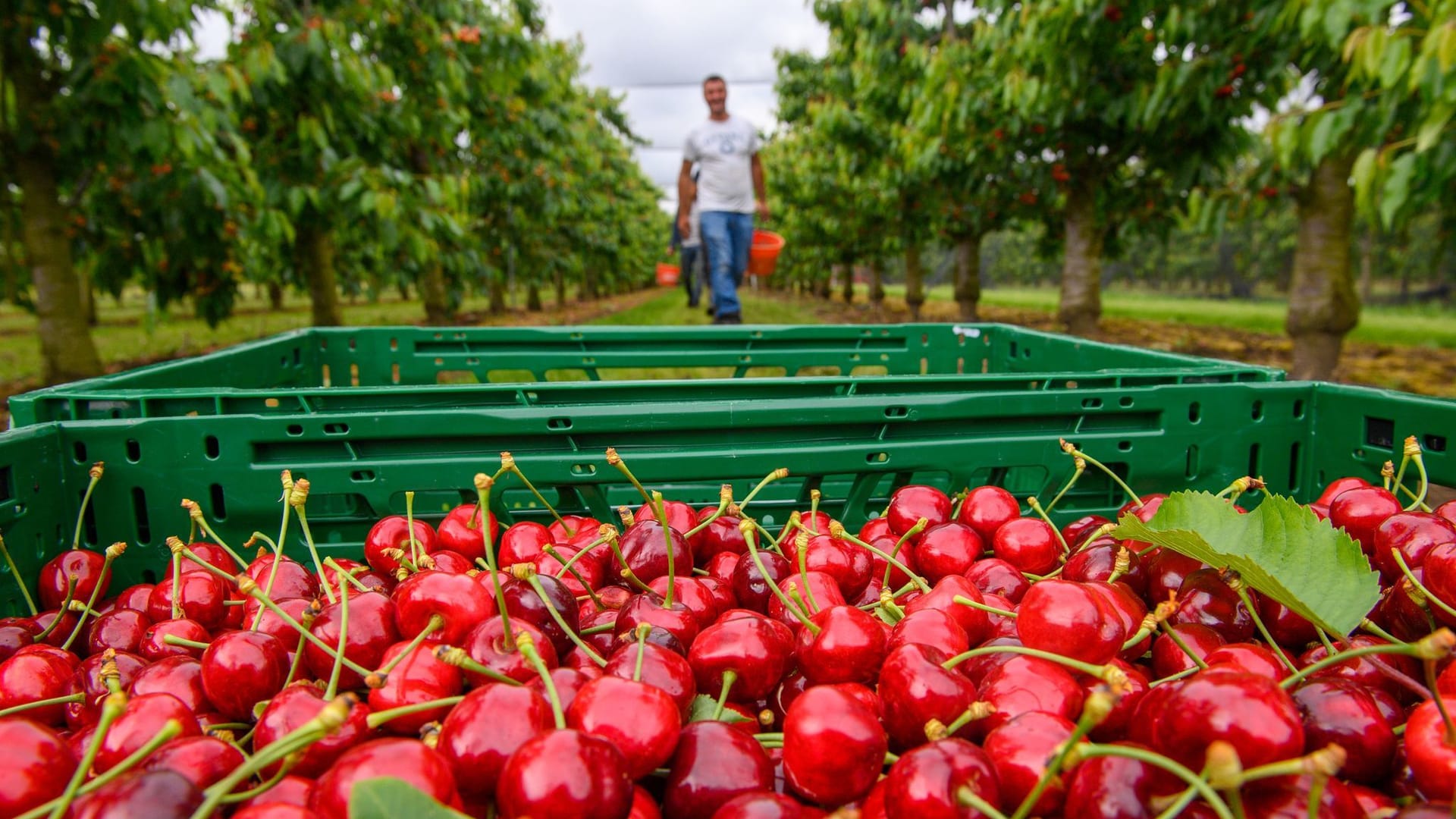 Mit Deutschland ist weniger gut Kirschen essen