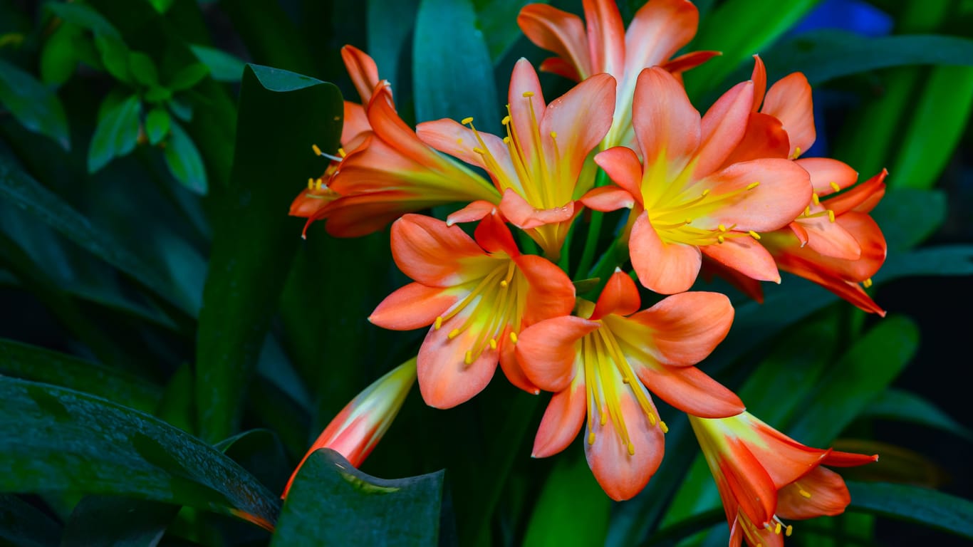 Natal lily Clivia miniata - large red flowers of a tropical plant from the collection of a botanical garden