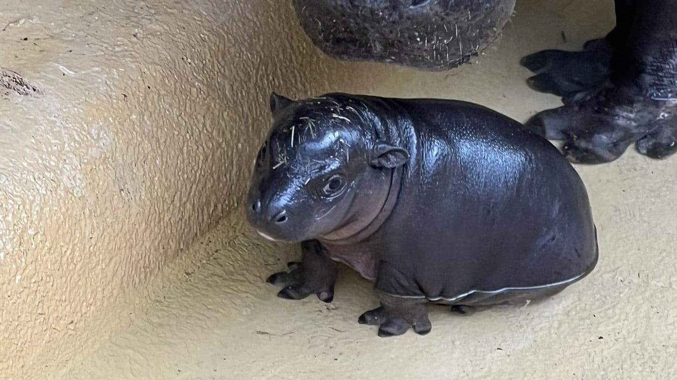 Das Hippo-Baby: Für das Neugeborene ist nun Ruhe angesagt.