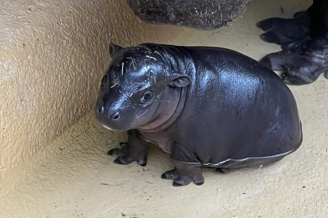 Das Hippo-Baby: Für das Neugeborene ist nun Ruhe angesagt.