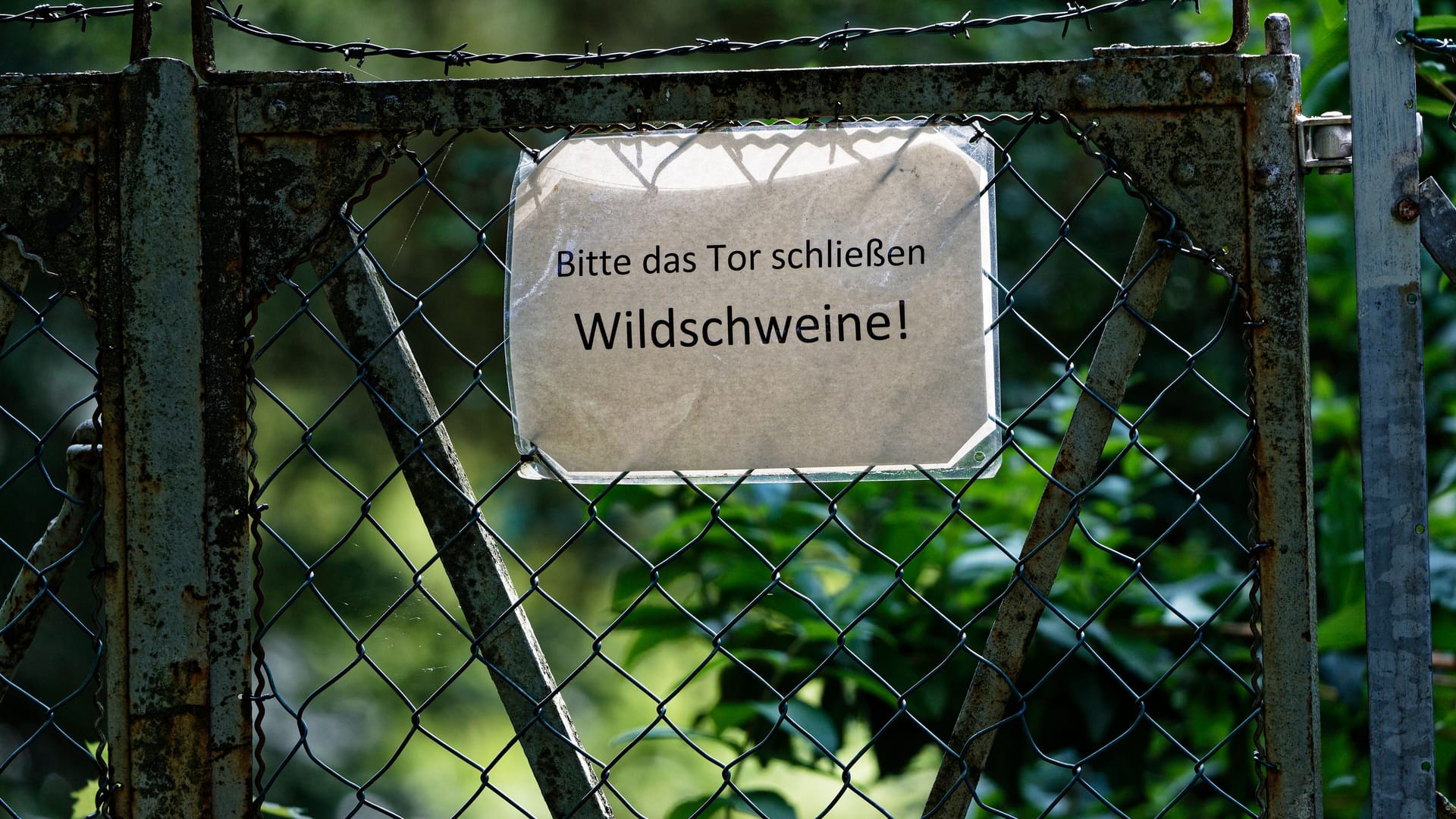 Schild an Berliner Gartenzaun: Um Wildschweine abzuhalten, braucht es stabile und lückenlose Zäune.