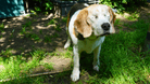 Hündin Lilly auf einem Gnadenhof bei Berlin: Der Beagle ist ein ehemaliger Laborhund.