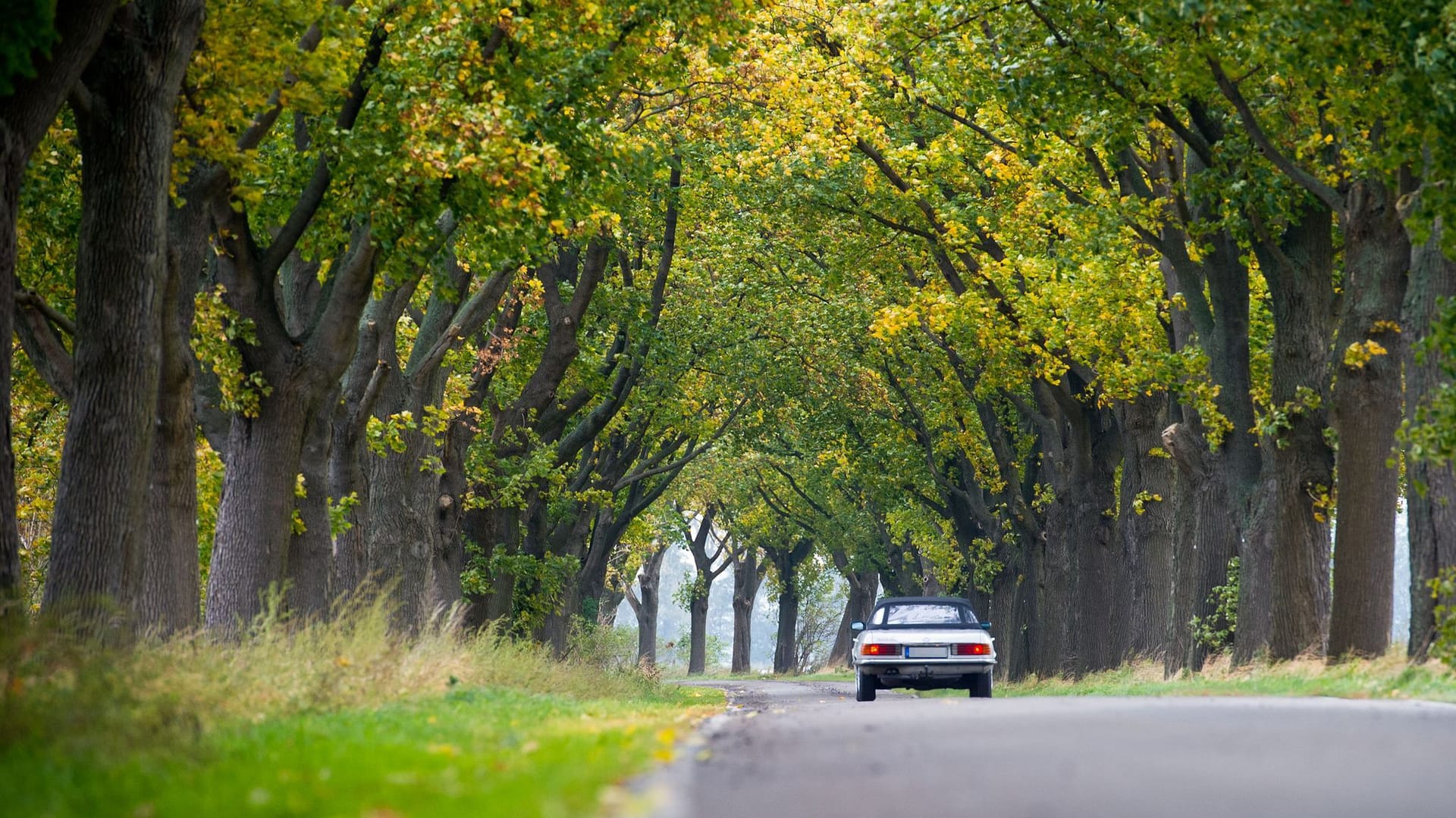 Allee des Jahres ist in Brandenburg