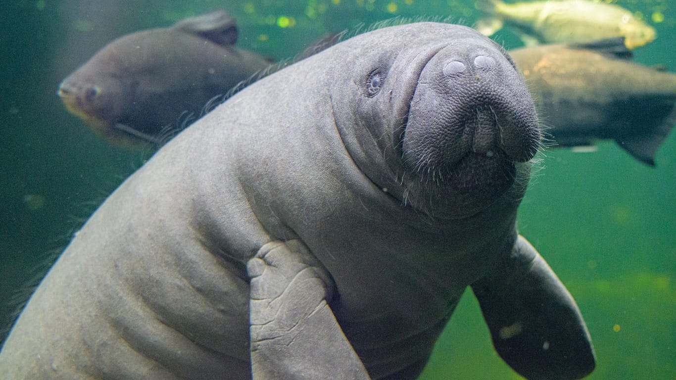 Eine Seekuh in der Tropenhalle des Duisburger Zoos (Archivbild): Besucher bekommen dort einen Einblick in den südamerikanischen Regenwald, der viele Tiere beherbergt.