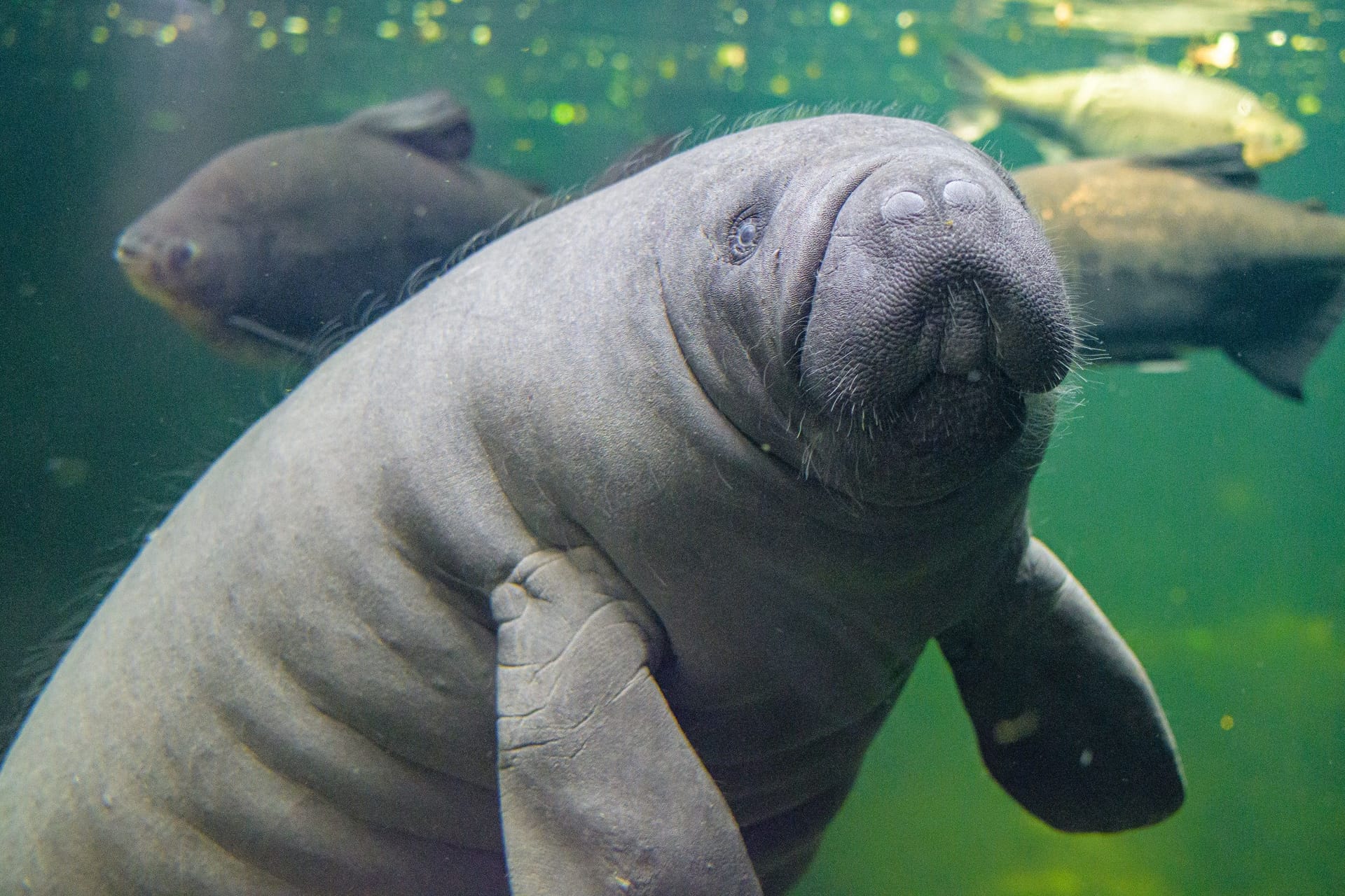 Eine Seekuh in der Tropenhalle des Duisburger Zoos (Archivbild): Besucher bekommen dort einen Einblick in den südamerikanischen Regenwald, der viele Tiere beherbergt.