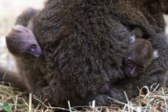 Süßer Nachwuchs: Die beiden Jungtiere klammern sich an ihre Mutter.