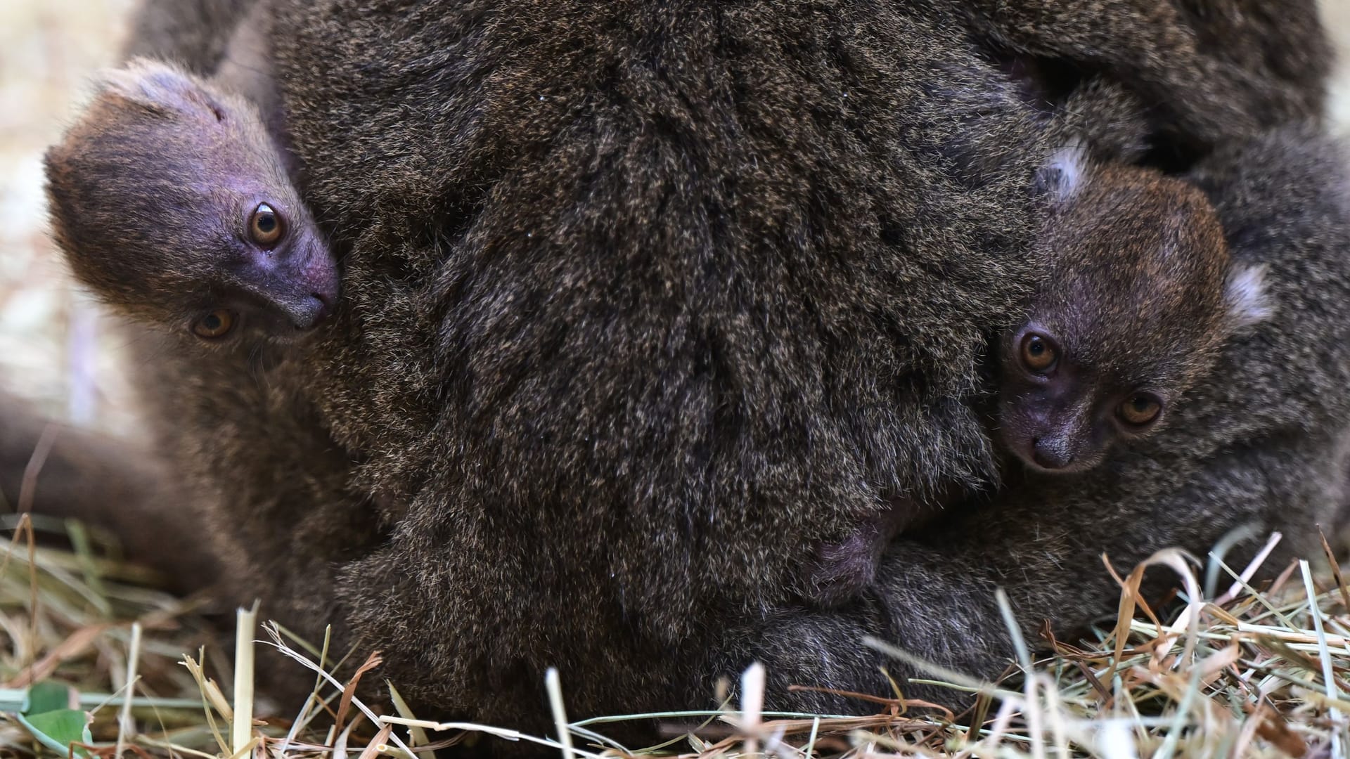 Süßer Nachwuchs: Die beiden Jungtiere klammern sich an ihre Mutter.