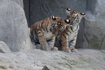 Jungtiere "Tochka" und "Timur". Der Tigernachwuchs wurde im April im Kölner Zoo geboren.