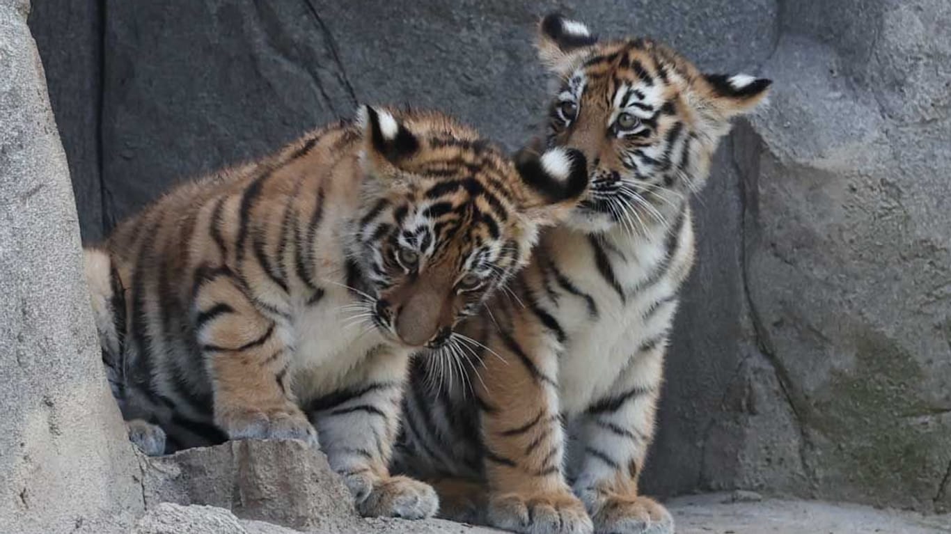 Jungtiere "Tochka" und "Timur". Der Tigernachwuchs wurde im April im Kölner Zoo geboren.