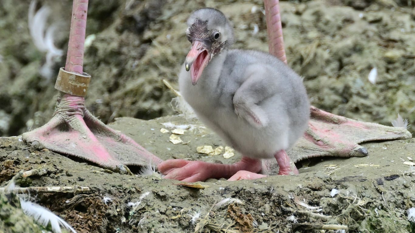 Im Verhältnis zum kleinen Körper haben die Baby-Flamingos bei der Geburt riesige Füße.