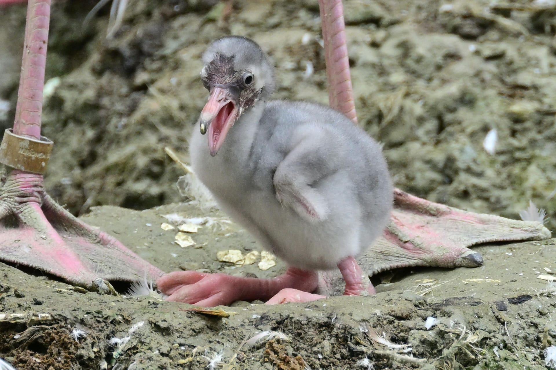 Im Verhältnis zum kleinen Körper haben die Baby-Flamingos bei der Geburt riesige Füße.